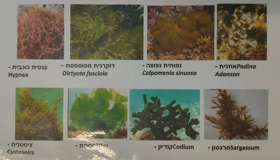 Figure 1: Algae identification guide references