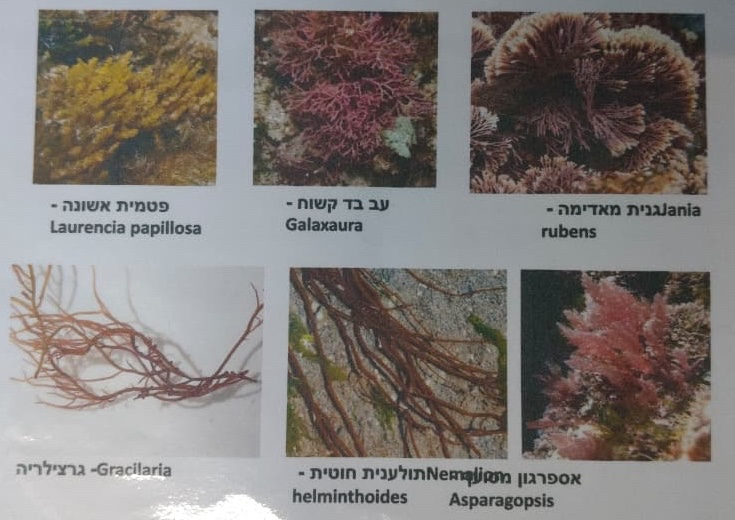 Figure 2: Algae identification guide references