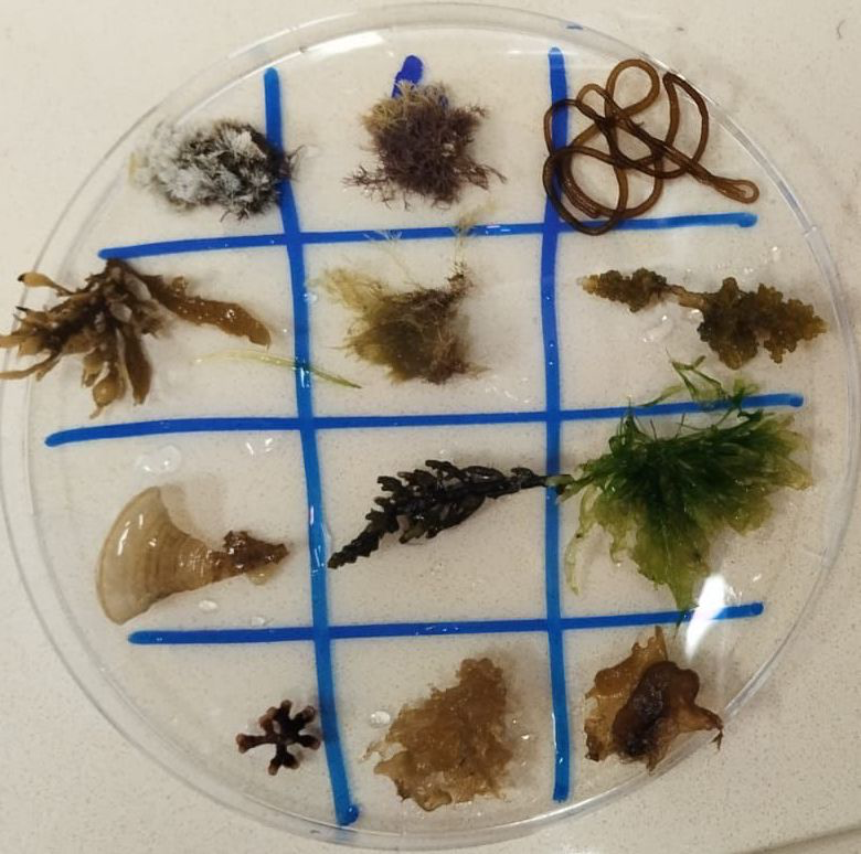 Figure 3: Light acclimated algae specimens on petri dish