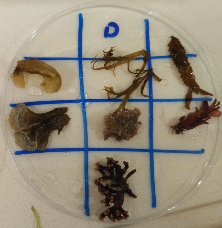 Figure 4: Dark acclimated algae on a petri dish