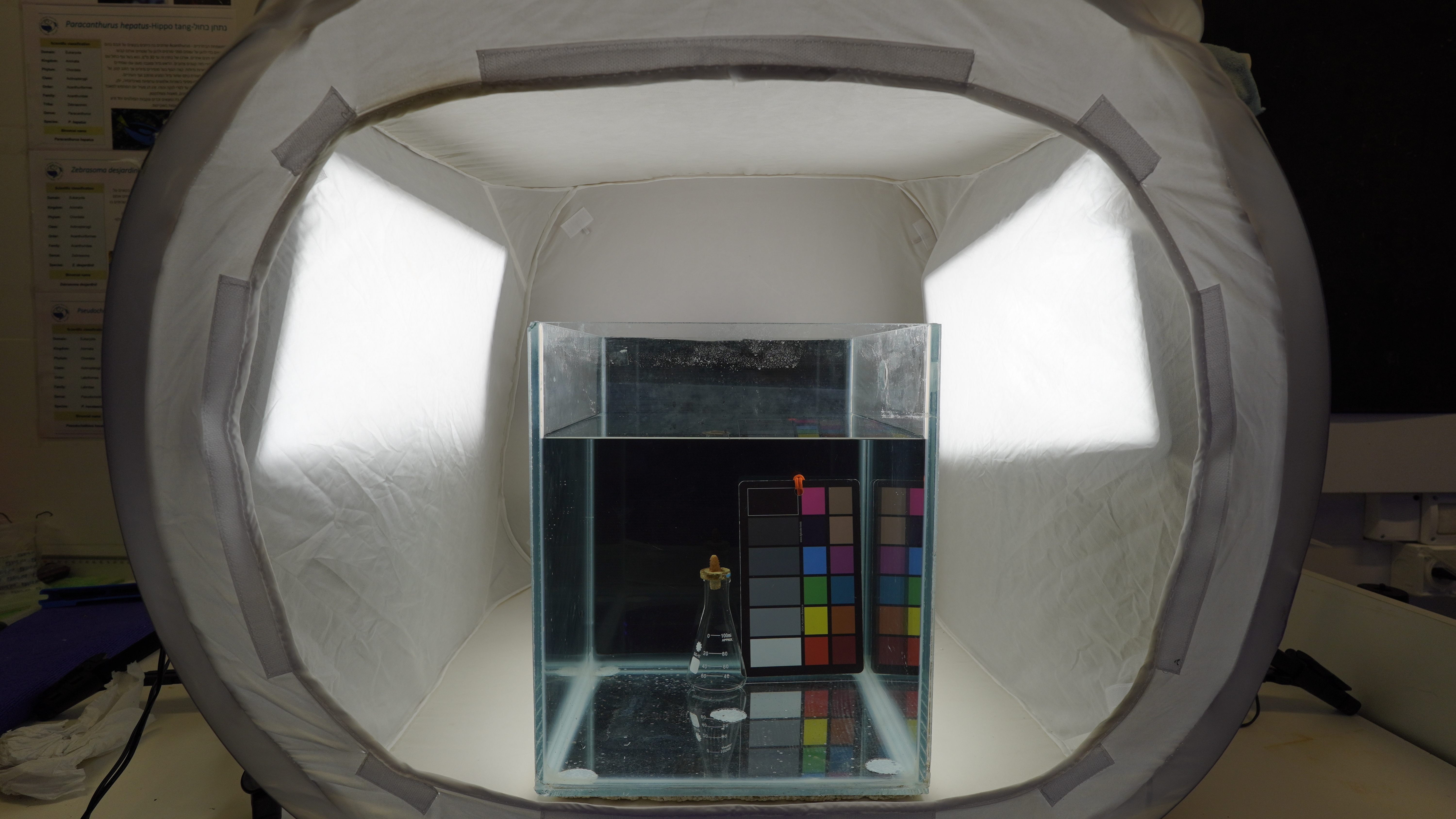 Figure S1: Aquarium, light box, and light orientation.