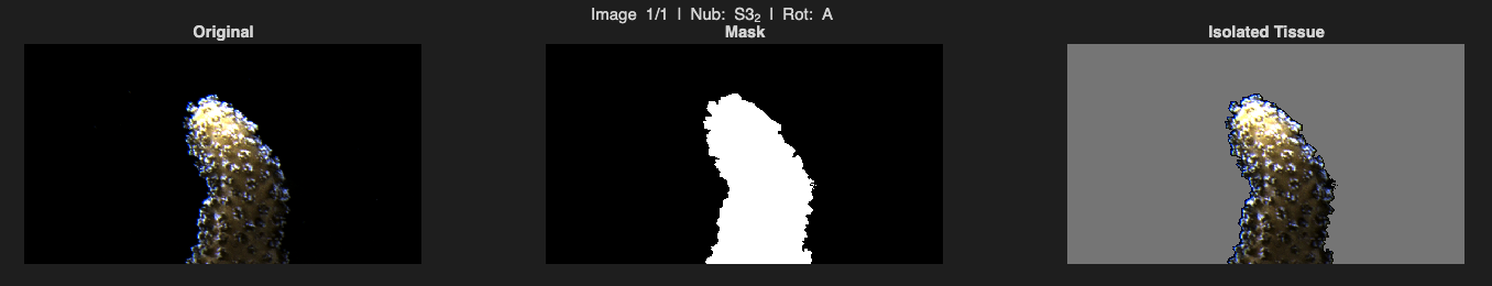 Figure S6: Isolating the pixels of a coral nub via threshold masking.